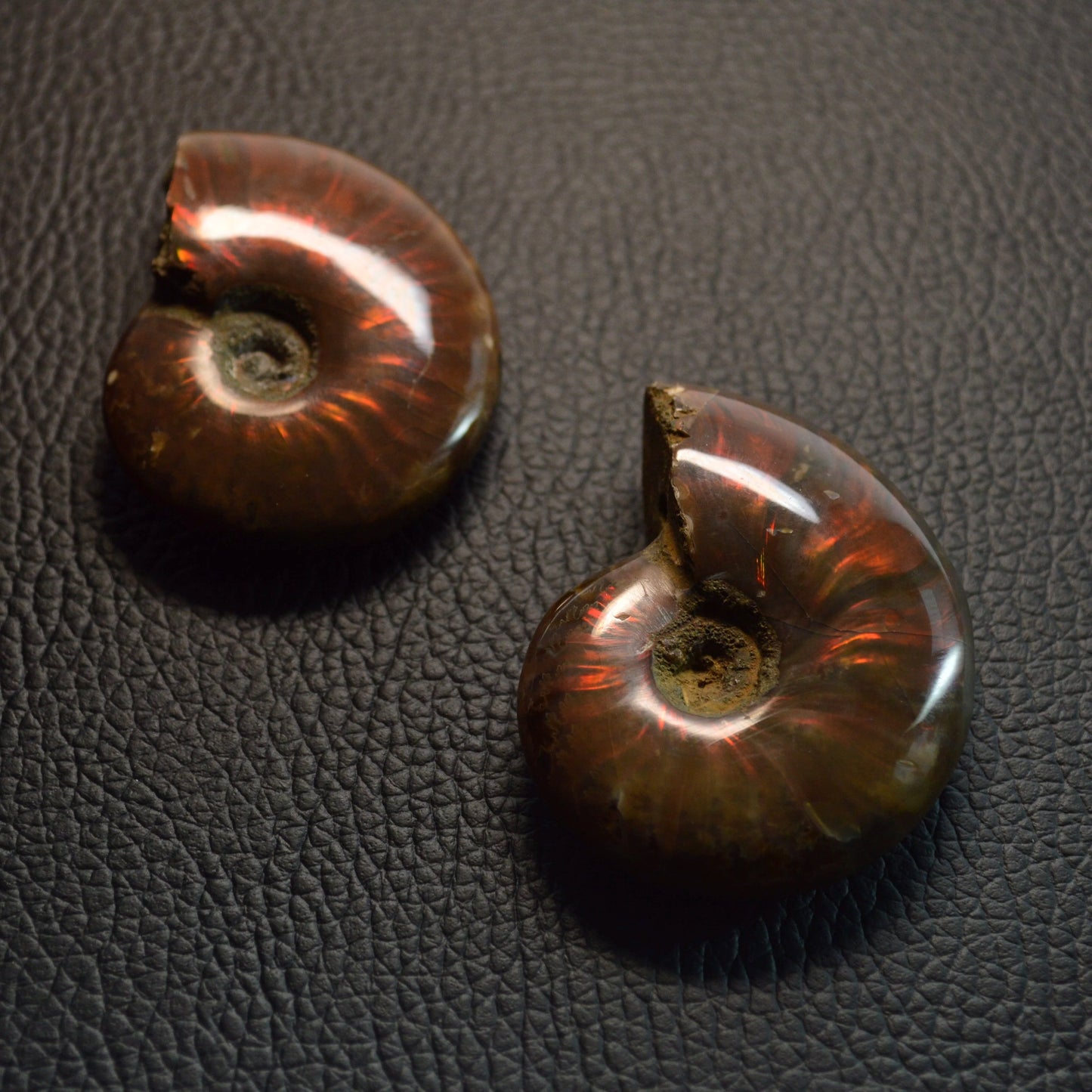 Opalisierender Ammonit Anhänger - Fossil