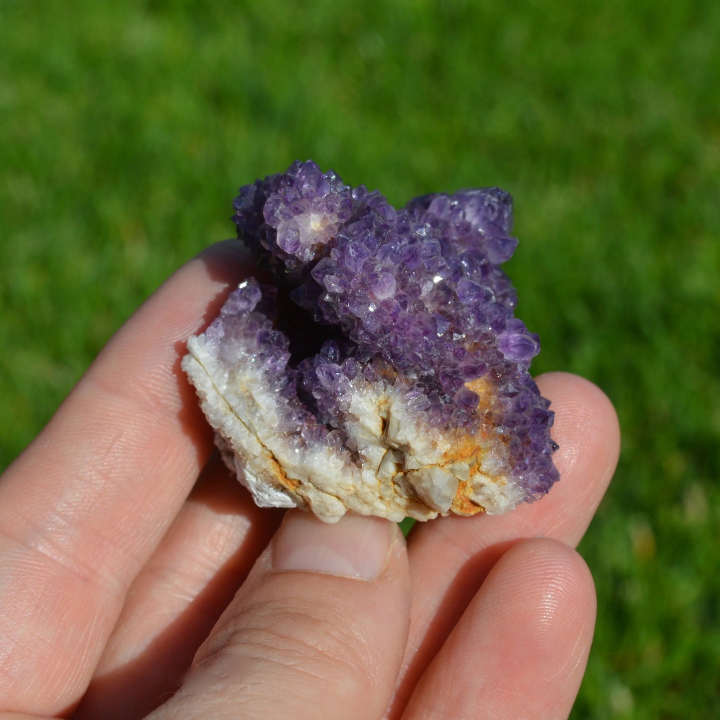 Kaktus Amethyst