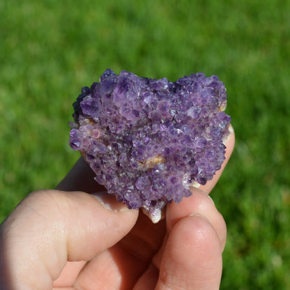 Kaktus Amethyst