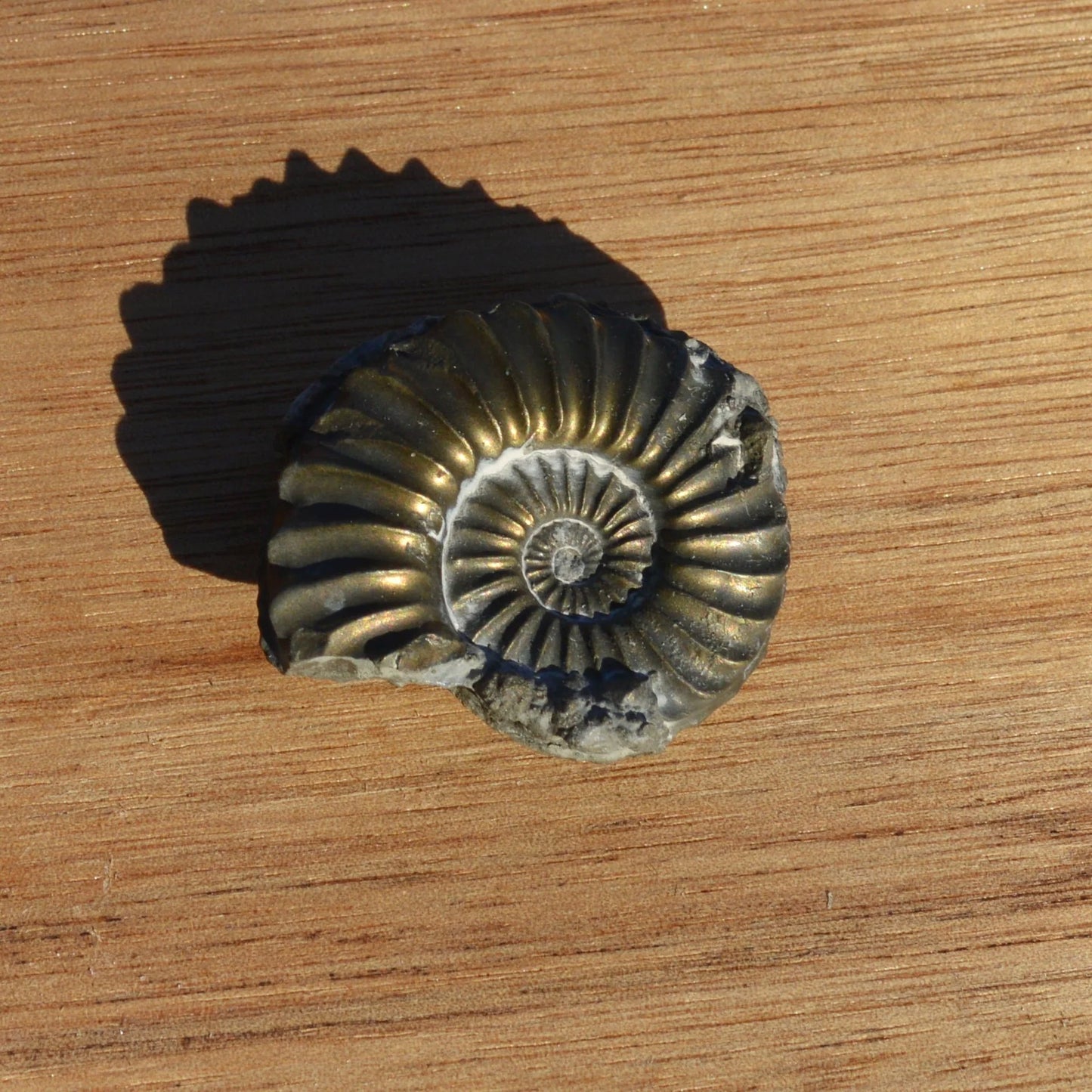 Pyrit-Ammonit „Pleuroceras sp.“ - Fossil