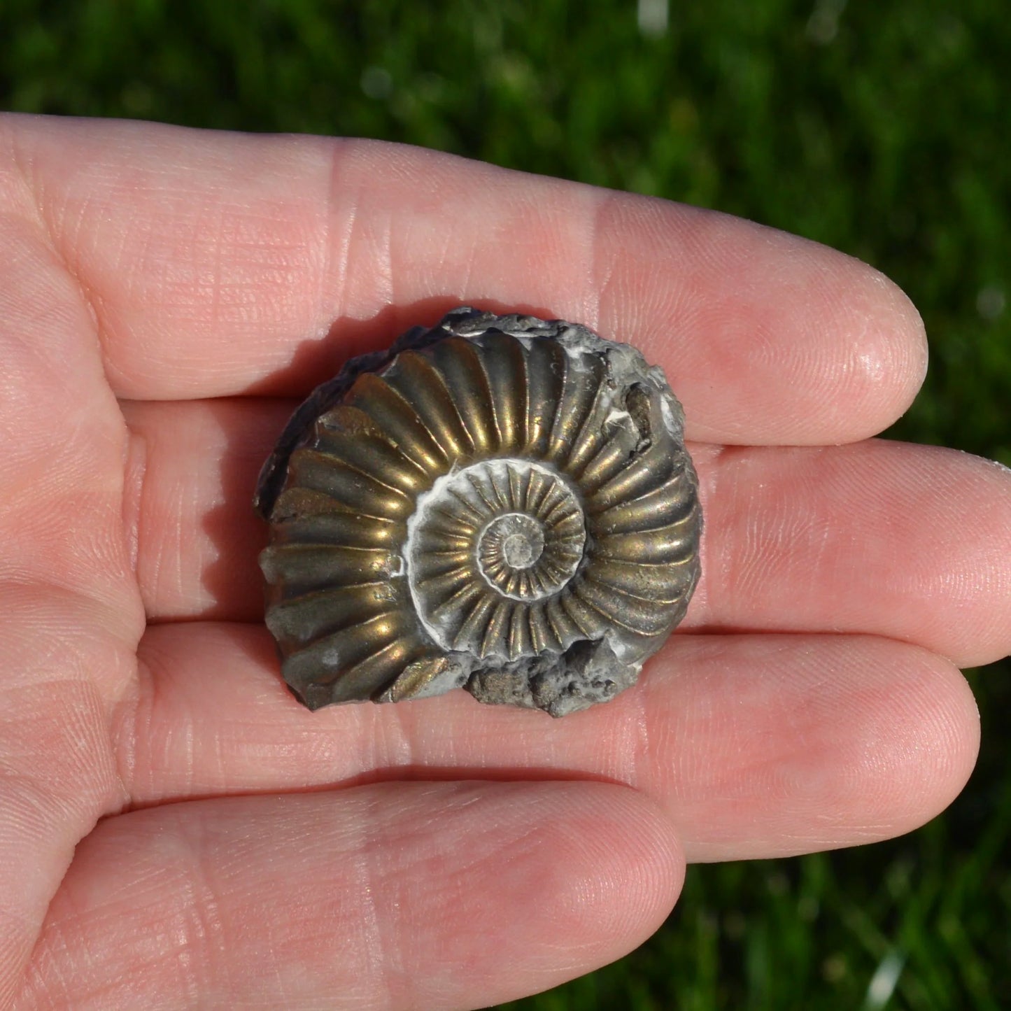 Pyrit-Ammonit „Pleuroceras sp.“ - Fossil