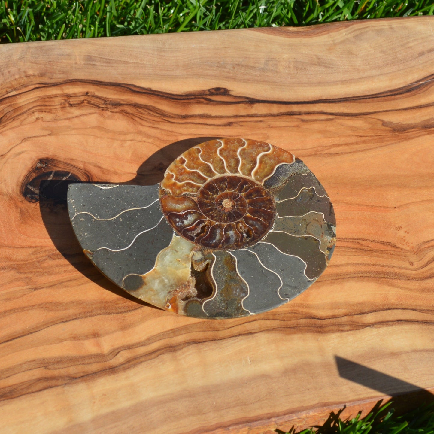 Ammonithälfte auf Halterung - Fossil