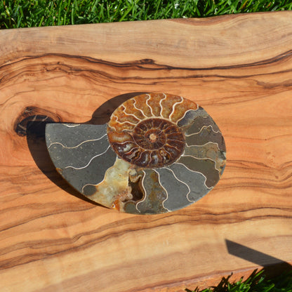 Ammonithälfte auf Halterung - Fossil