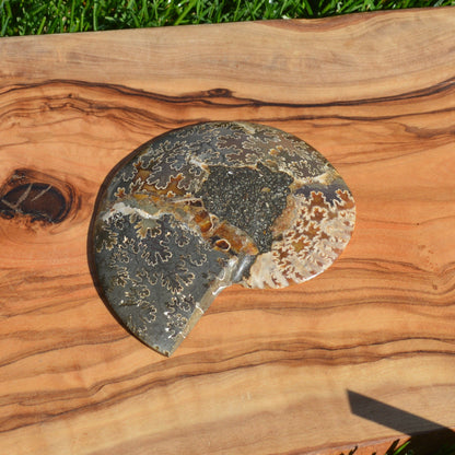 Ammonithälfte auf Halterung - Fossil