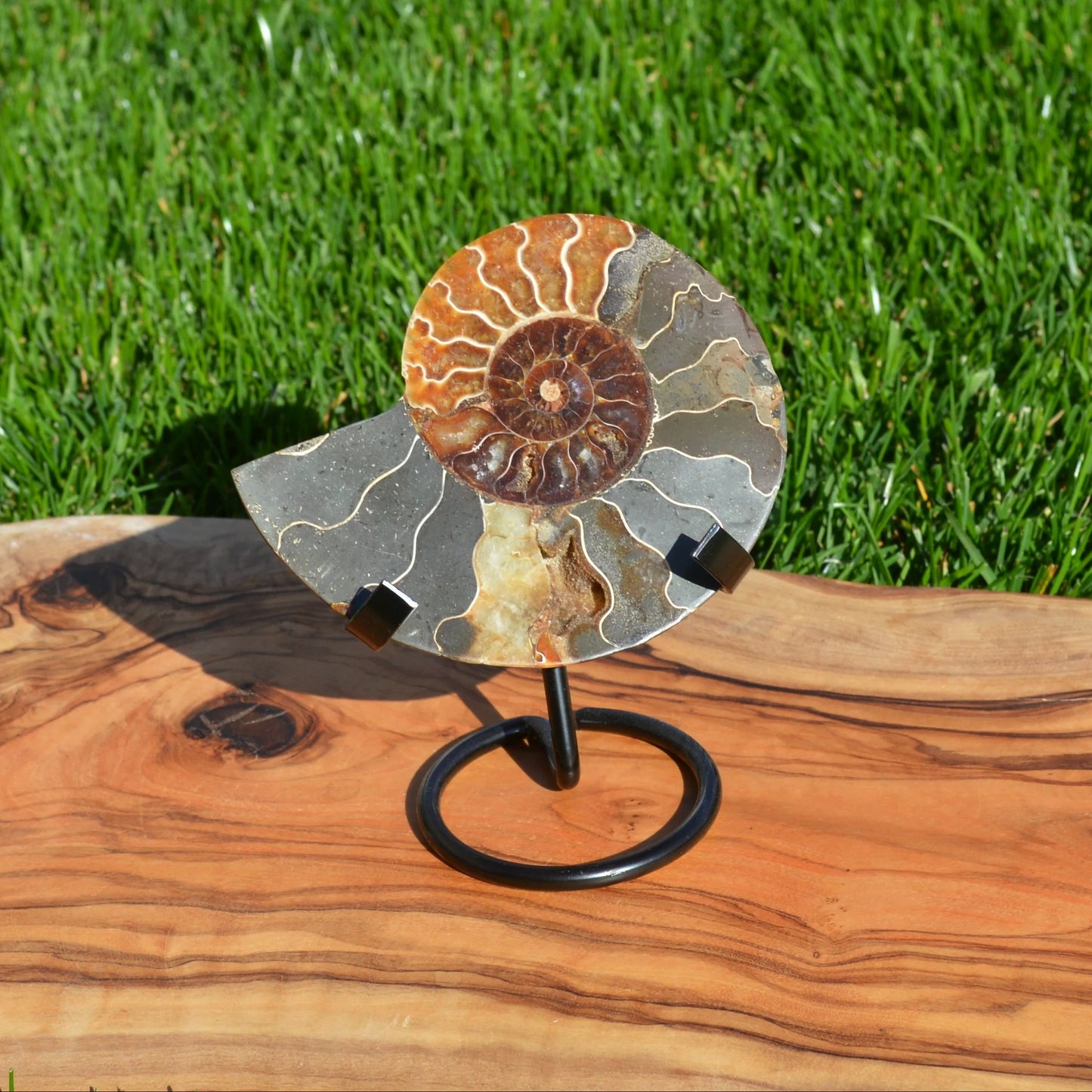 Ammonithälfte auf Halterung - Fossil