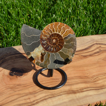 Ammonithälfte auf Halterung - Fossil