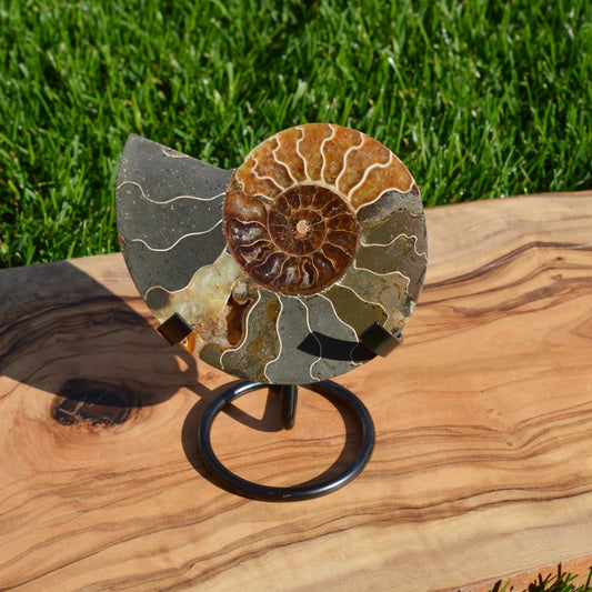 Ammonithälfte auf Halterung - Fossil