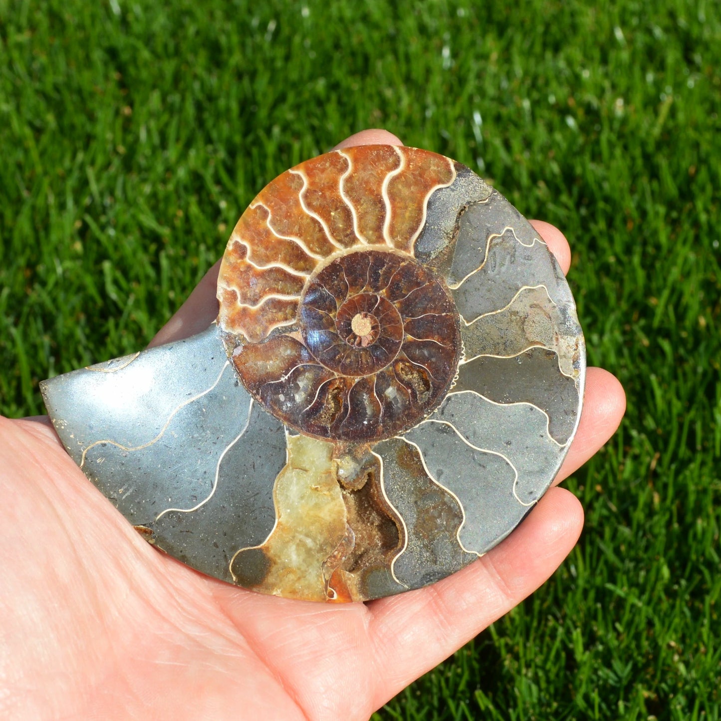 Ammonithälfte auf Halterung - Fossil