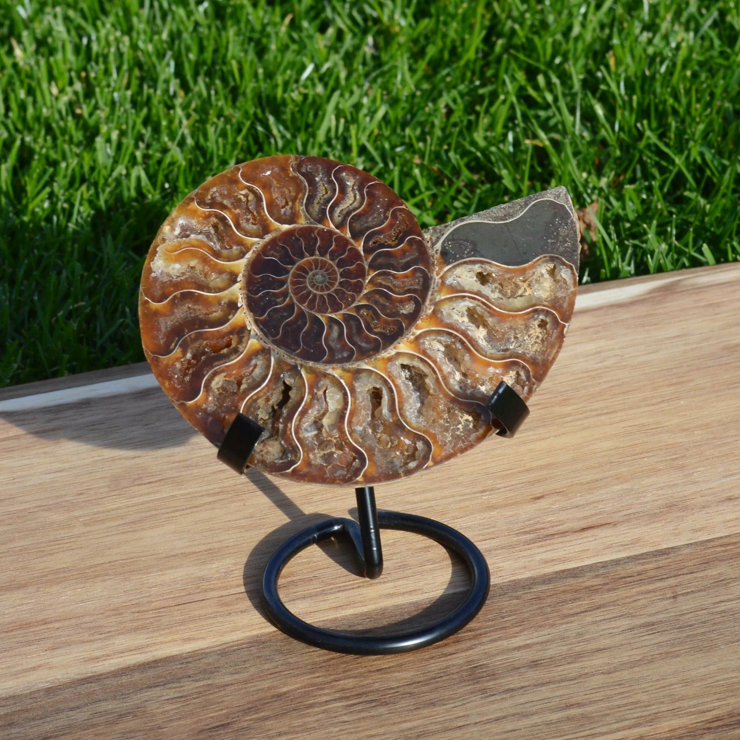 Ammonithälfte auf Halterung – echtes Fossil aus Madagaskar, poliert und detailreich sichtbar.
