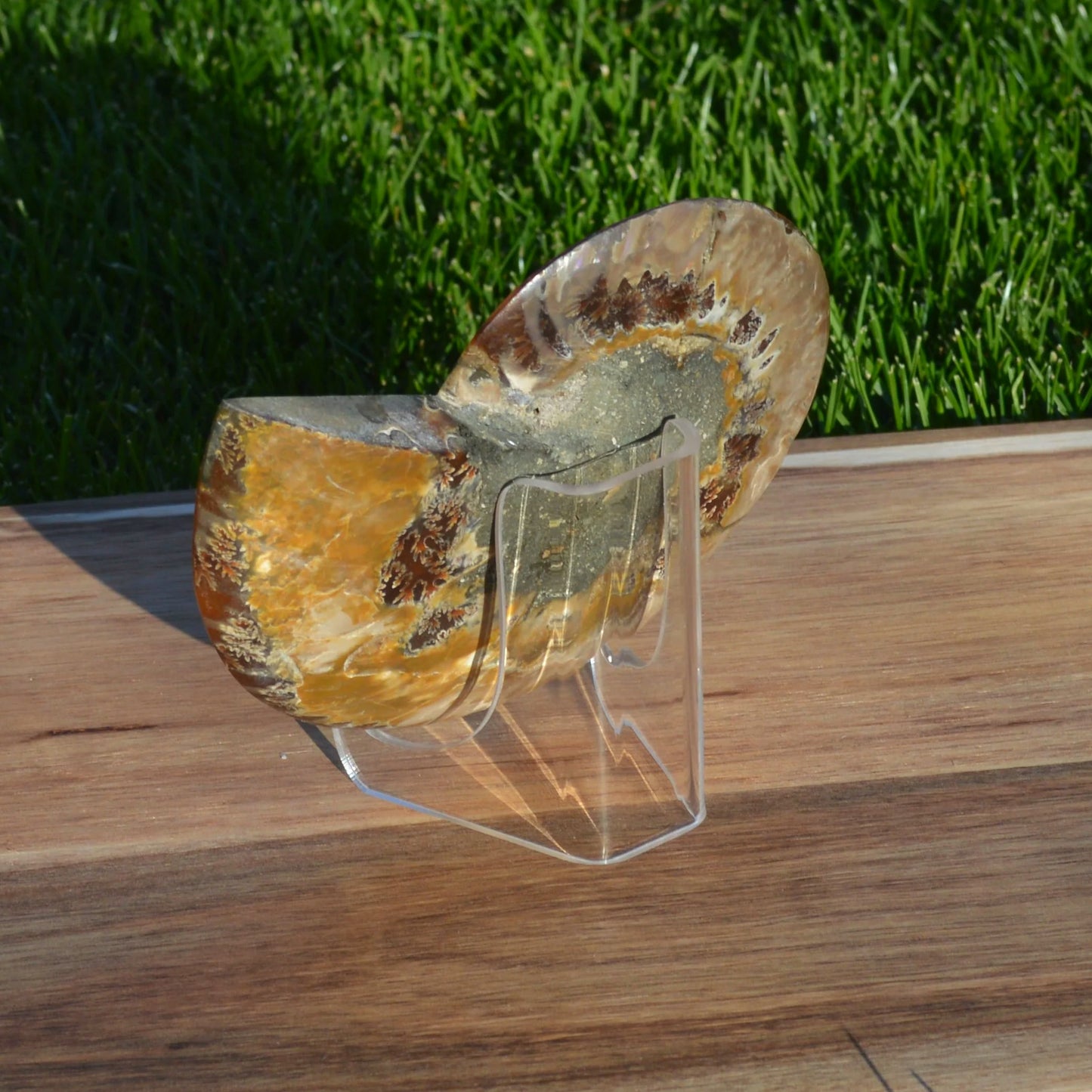 Große Ammonithälfte auf Acryl-Halterung – echtes Fossil aus Madagaskar, Rückseite sichtbar, detailreich und einzigartig.