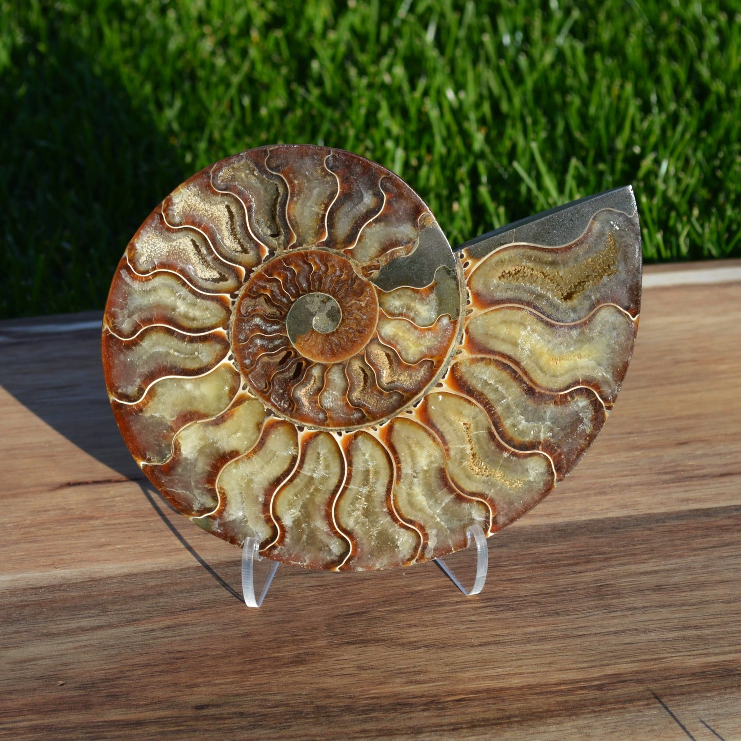 Große Ammonithälfte auf Halterung – echtes Fossil aus Madagaskar, poliert, detailreich und einzigartig.