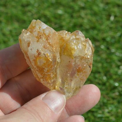 Golden Healer Doppelender Zwilling mit mehreren Spitzen