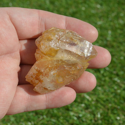Golden Healer Doppelender Zwilling mit mehreren Spitzen