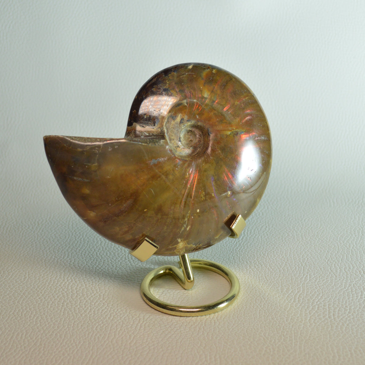 Opalisierender Ammonit aus Madagaskar auf Metallhalterung – Gesamtansicht.