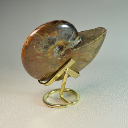 Opalisierender Ammonit aus Madagaskar auf Metallhalterung – Rückseite.