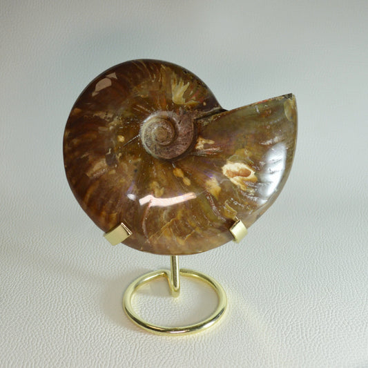 Großer opalisierender Ammonit aus Madagaskar auf Metallhalterung – Gesamtansicht.