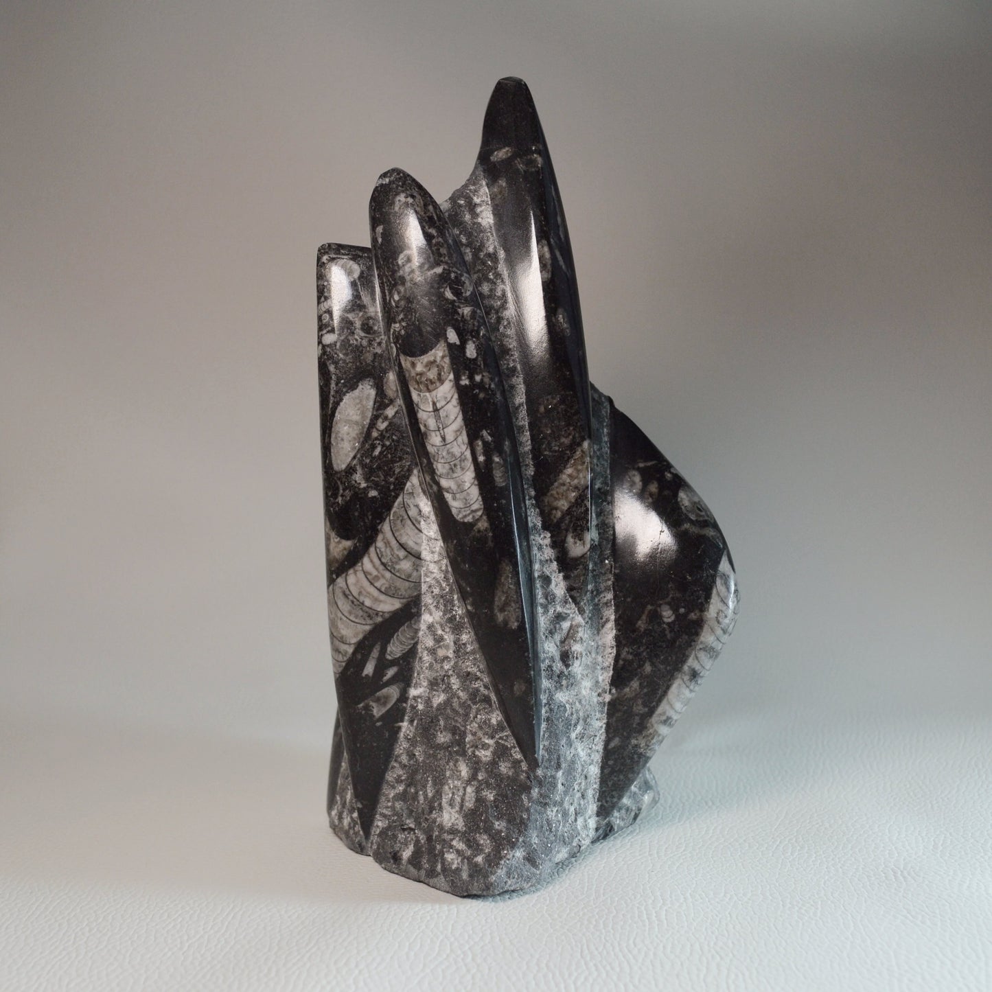 Orthoceras Turm 2kg