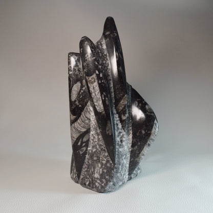 Orthoceras Turm 2kg