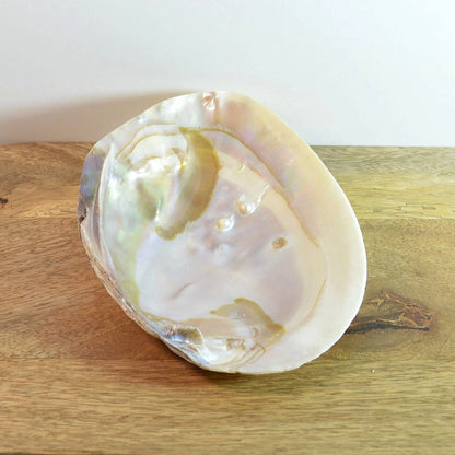Perlmutt Muschel Einzelansicht – ideal als Deko, für Schmuckaufbewahrung oder Energiearbeit.