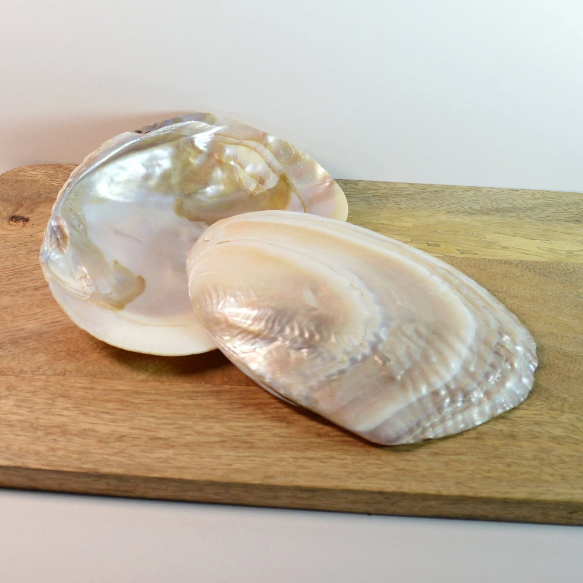Perlmutt Muschel mit Perle – die wunderschöne Rückseite. Ideal zur Schmuckaufbewahrung.