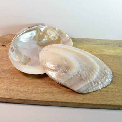 Perlmutt Muschel mit Perle – die wunderschöne Rückseite. Ideal zur Schmuckaufbewahrung.