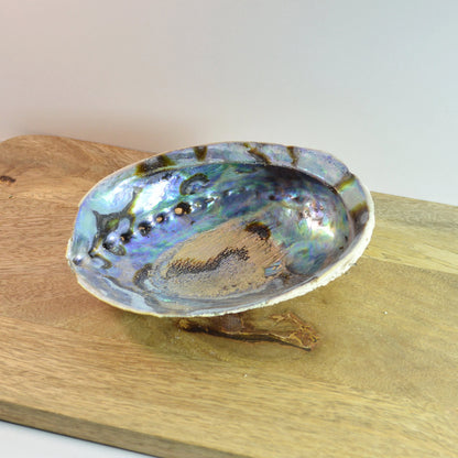 Regenbogen Abalone (Haliotis iris / Paua) zum Auf- und Entladen als Einzelansicht.