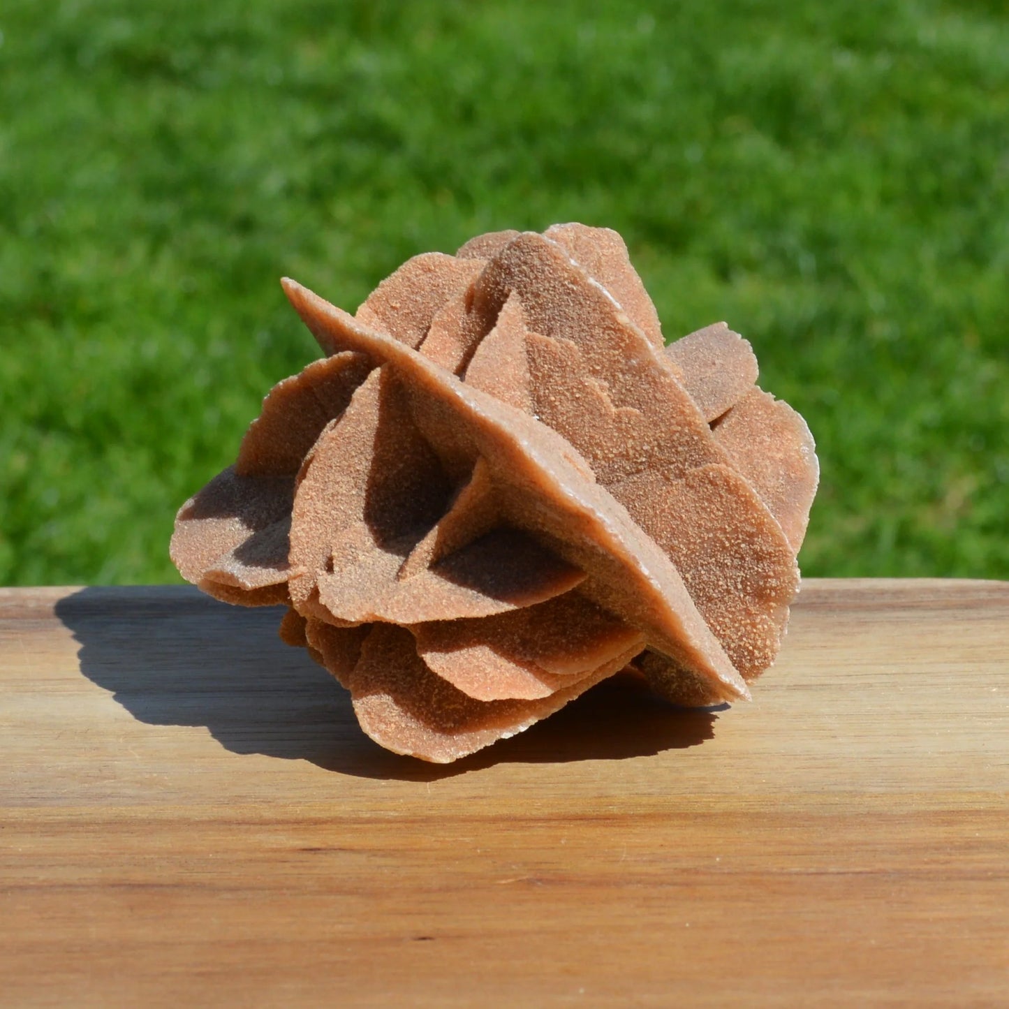 Sandrose (Wüstenrose)