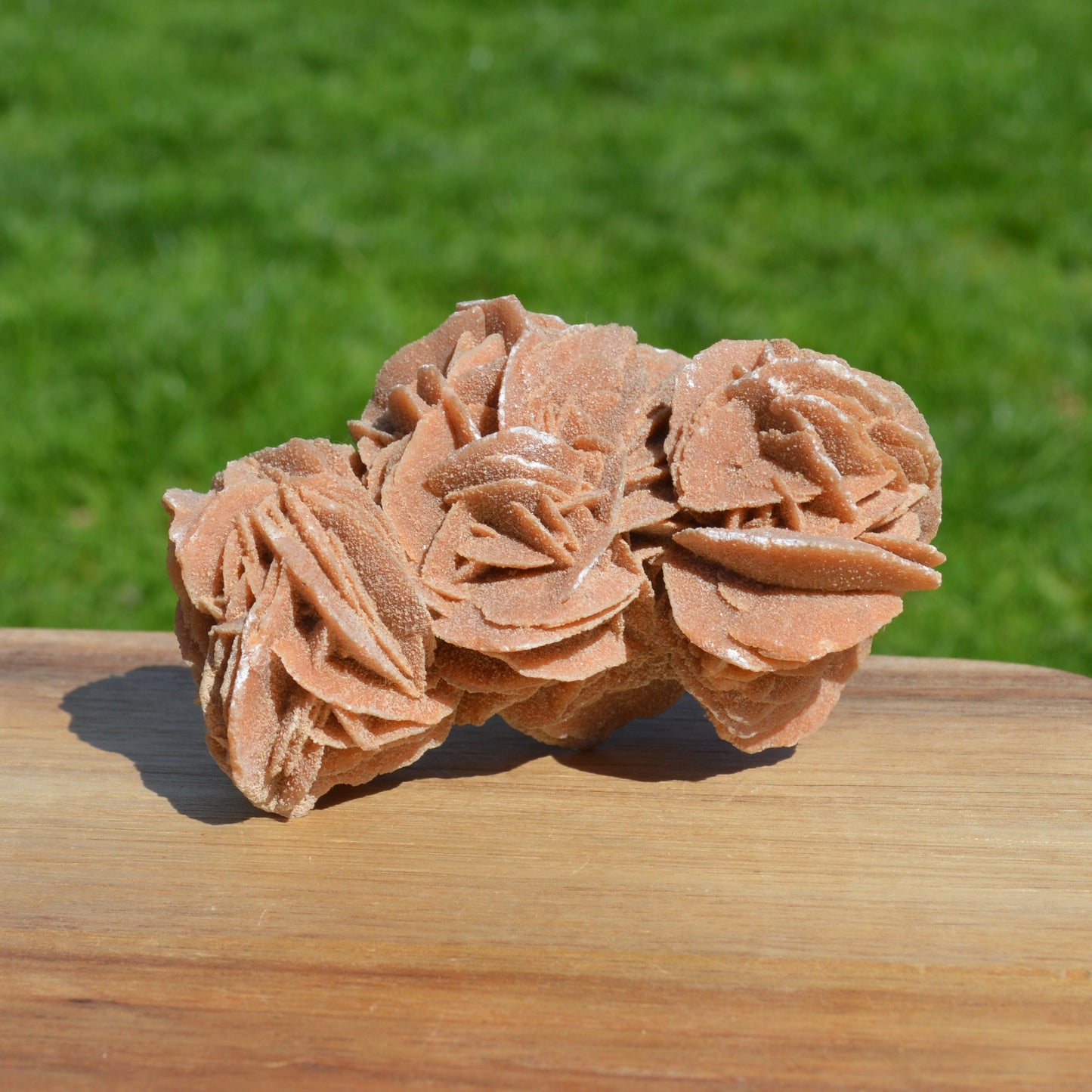 Sandrose (Wüstenrose)