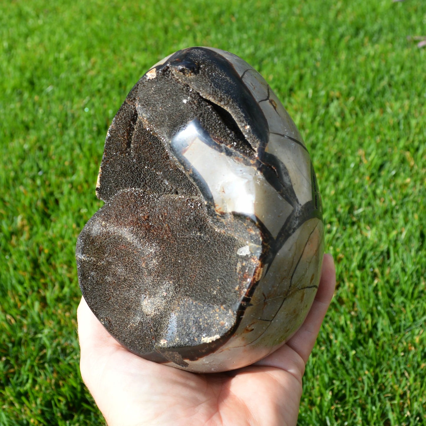 Septarie Ei mit Druse 2,30Kg