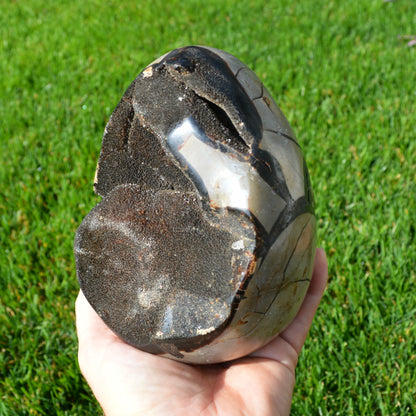 Septarie Ei mit Druse 2,30Kg