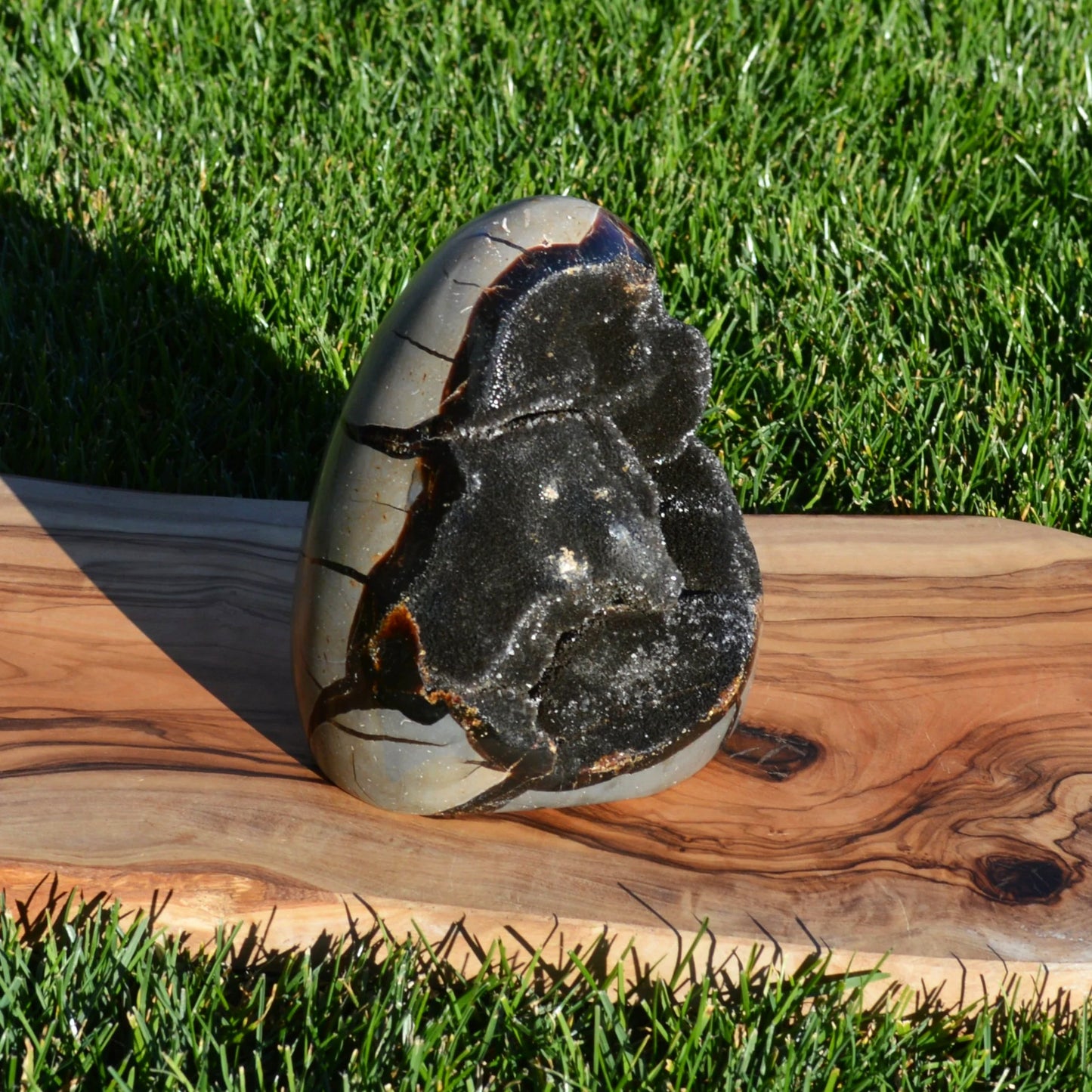 Septarie Freiform mit Druse 1,97Kg