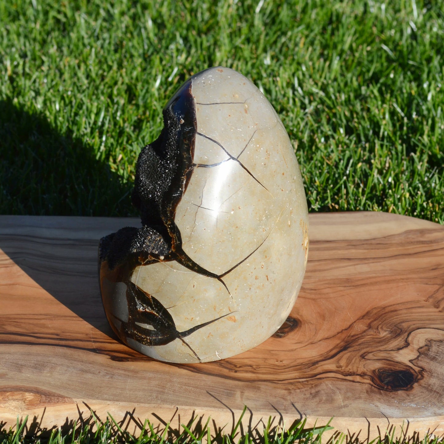 Septarie Freiform mit Druse 1,97Kg