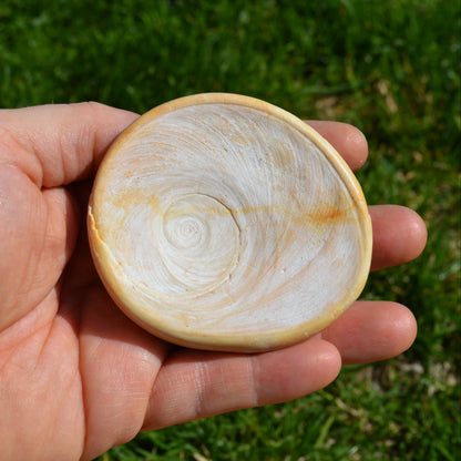 Shiva-Auge (Operculum Bolma rugosa)