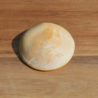 Shiva-Auge (Operculum Bolma rugosa)