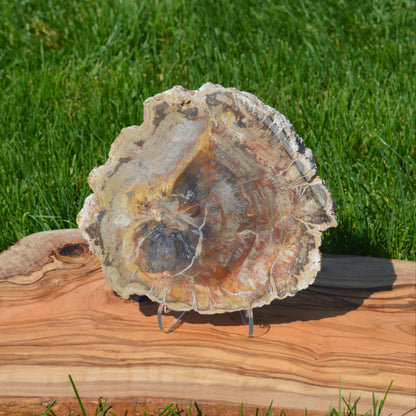 Versteinertes Holz auf Halterung – faszinierende Maserung und natürliche Farbvariationen, dekoratives Fossil für Sammler und Naturfreunde.