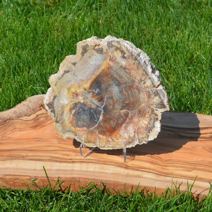 Versteinertes Holz auf Halterung – einzigartige Naturdekoration, echtes Fossil aus der Erdgeschichte, ideal für Wohnräume, Büro oder als Sammlerstück.