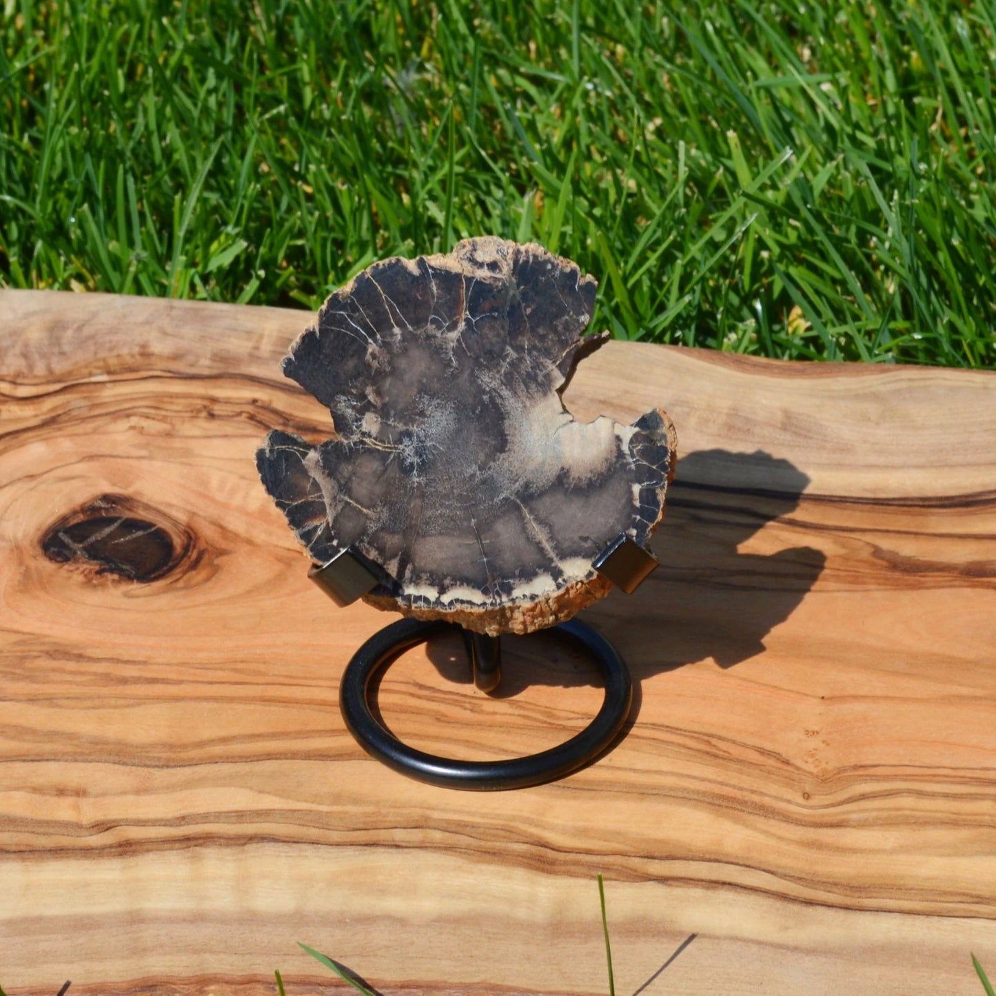 Versteinertes Holz auf Halterung  – Klein, Natur-Dekoration und faszinierendes Unikat.