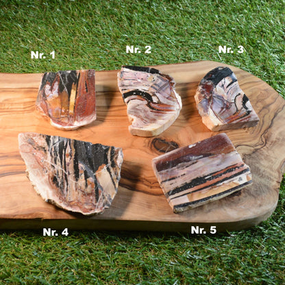 Versteinertes Holz, wähle deinen Favoriten