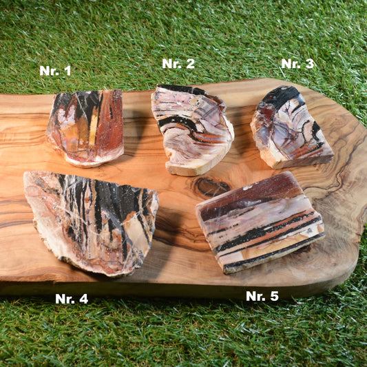 Versteinertes Holz, wähle deinen Favoriten