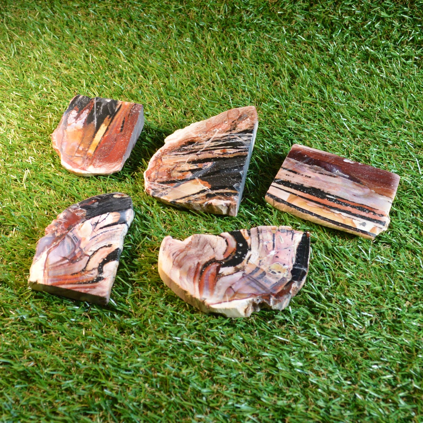 Versteinertes Holz, wähle deinen Favoriten