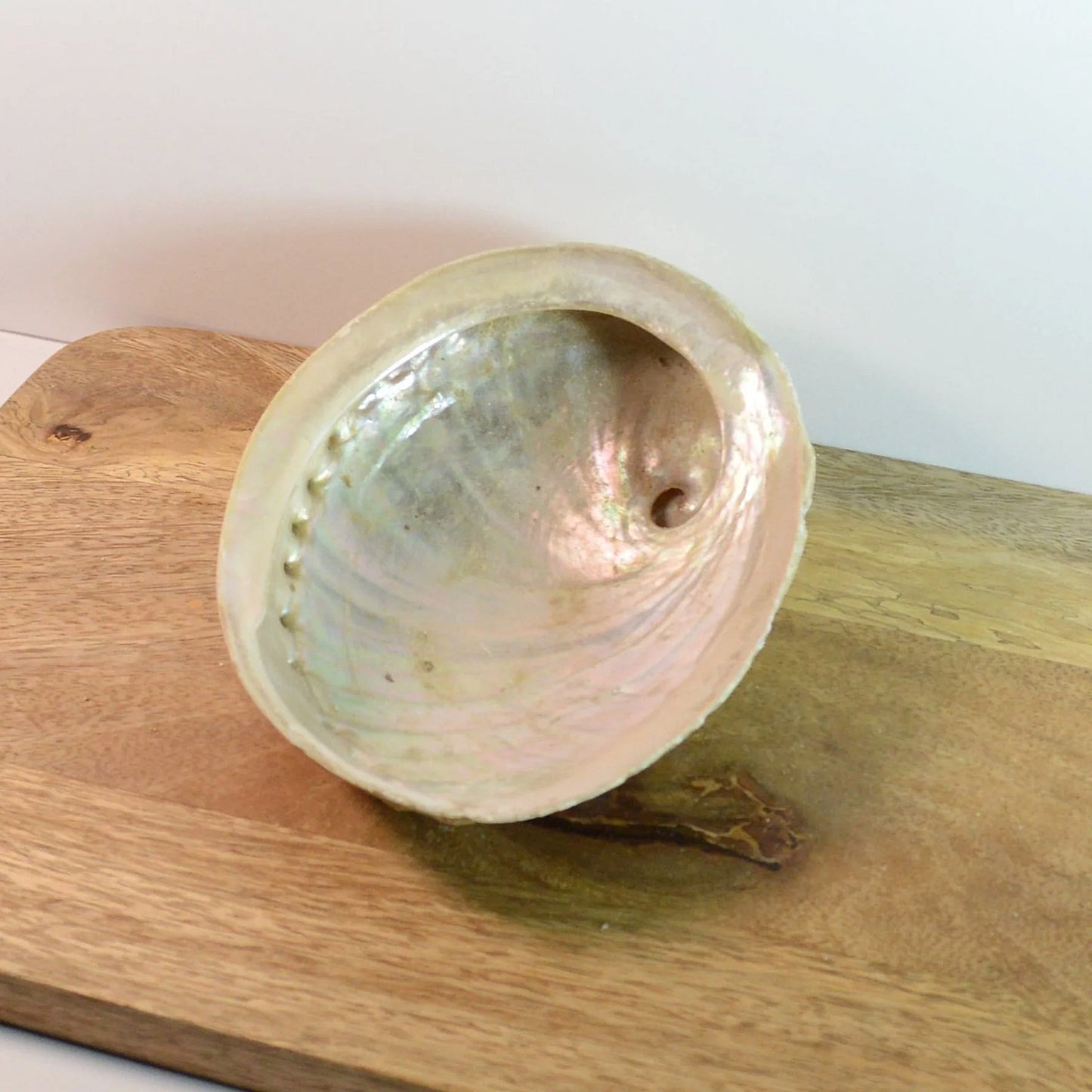 Weiße Abalonen (Haliotis diversicolor) – als Einzelansicht, als Schmuckaufbewahrung oder zum Räuchern geeignet.