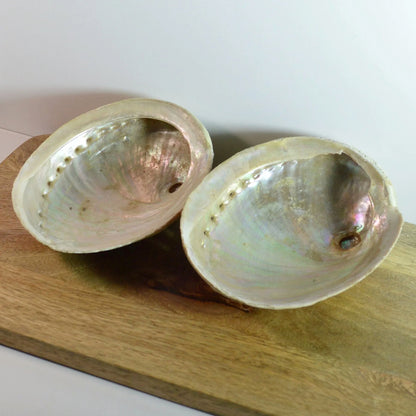 Weiße Abalonen (Haliotis diversicolor) – ideal zum Auf- und Entladen, als Schmuckaufbewahrung oder zum Räuchern.