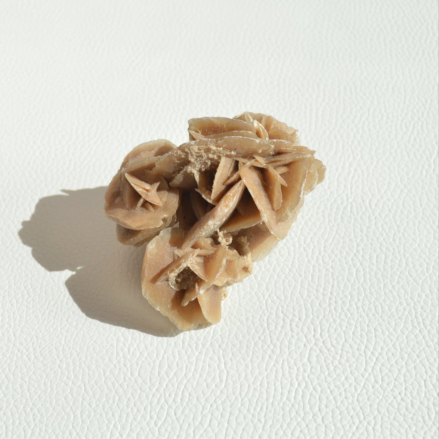 Sandrose (Wüstenrose)